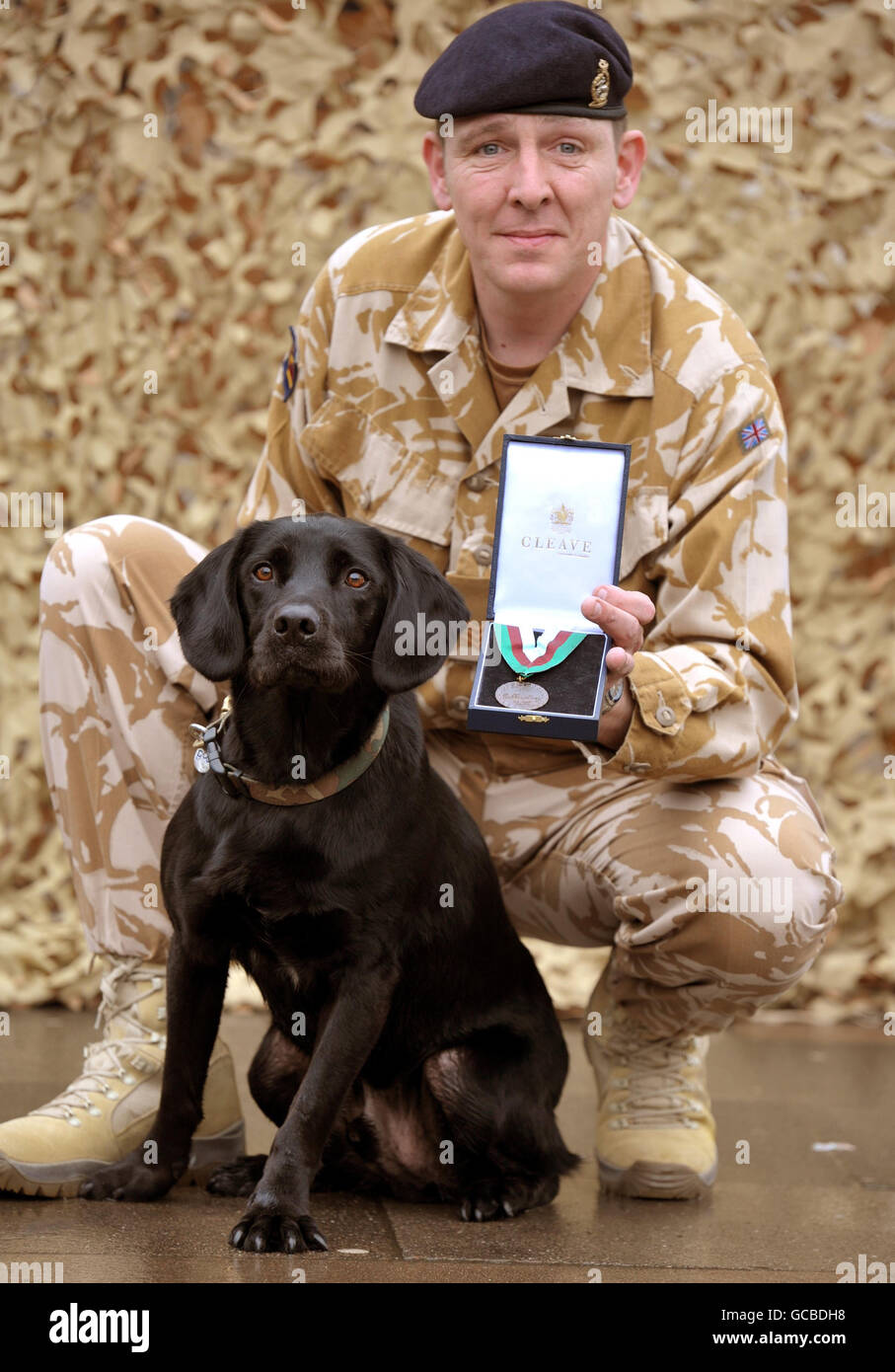 Army dog Treo wins Dickin Medal Stock Photo
