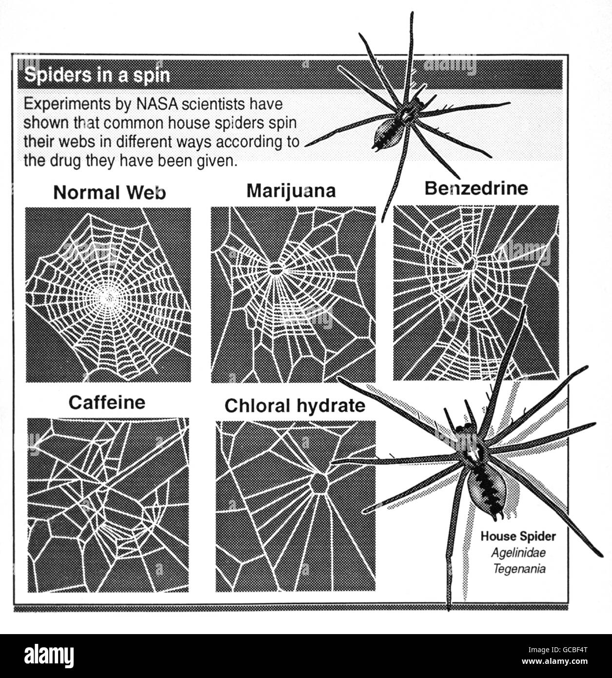EXPERIMENTS BY NASA SCIENTISTS HAVE SHOWN THAT COMMON HOUSE SPIDERS