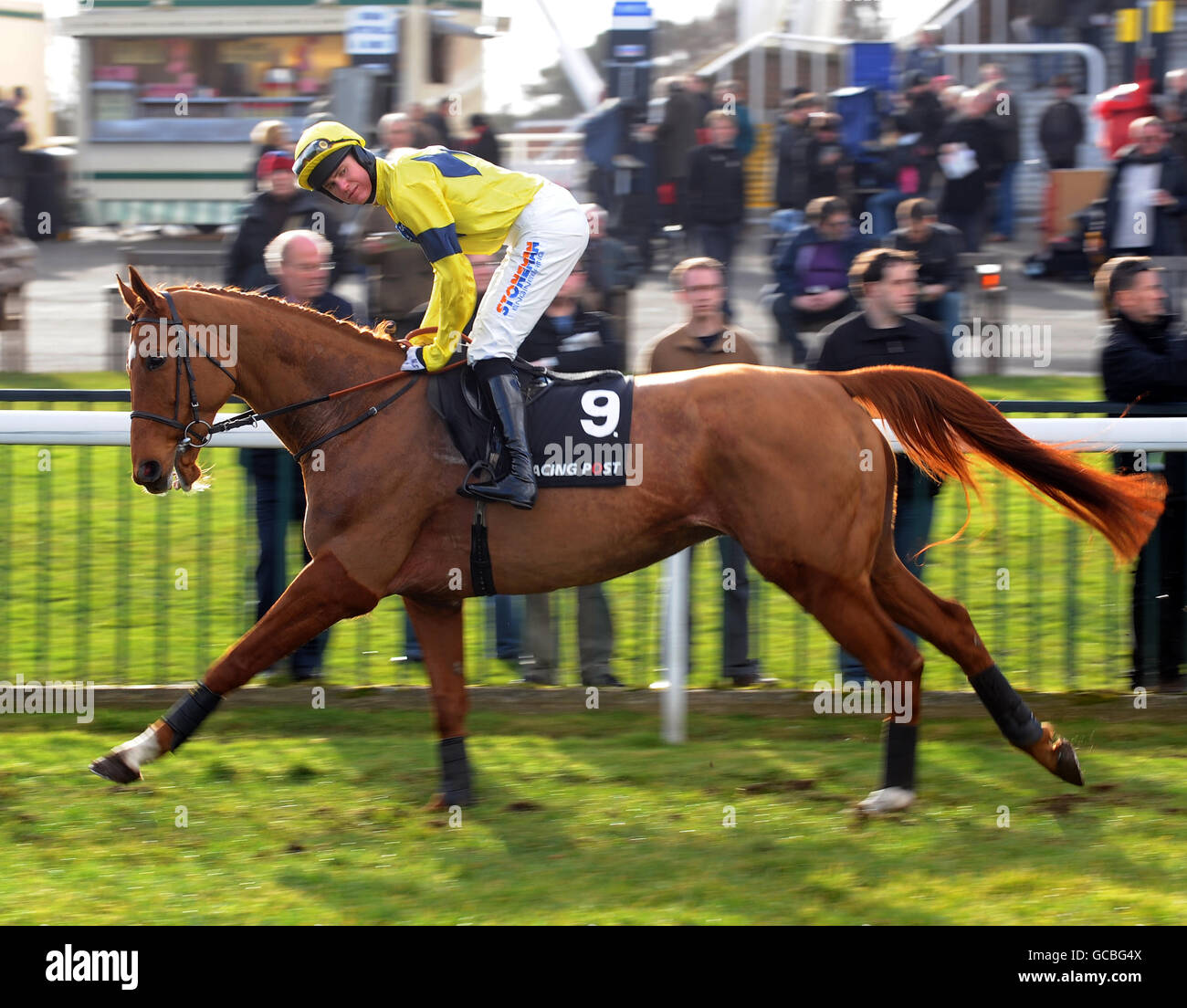 Bible Lord ridden by Nick Schollfield goes to post for the Racing Post Steeple Chase (Handicap) (Class 1) at Kempton Park racecourse, London Stock Photo