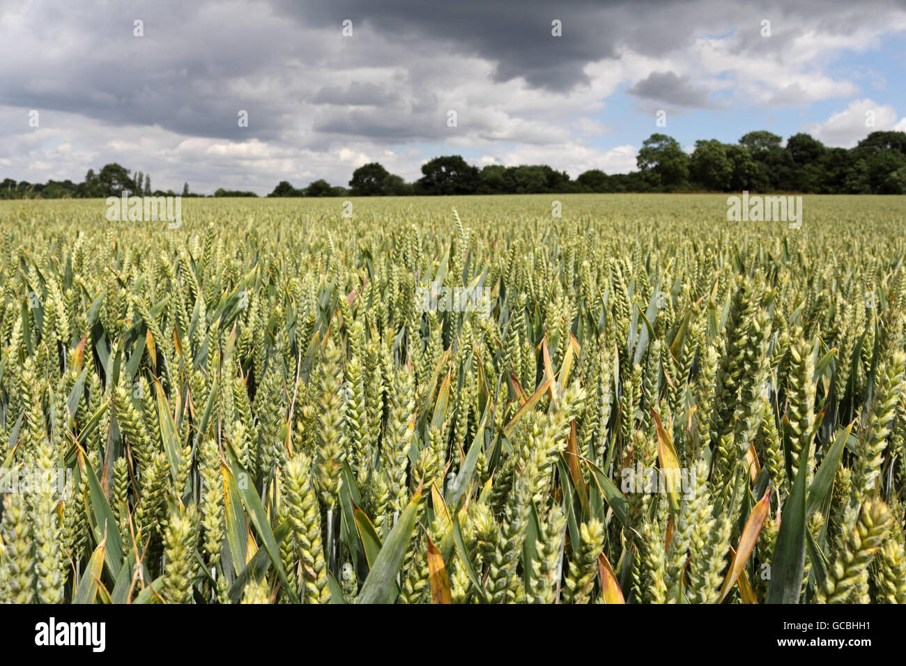 Rushett Farm wheat field in Surrey countryside at Malden Rushett, England, UK. Stock Photo