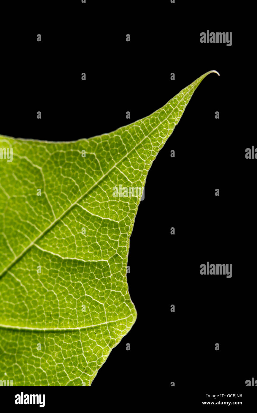 Up close of green leaf on black background Stock Photo - Alamy
