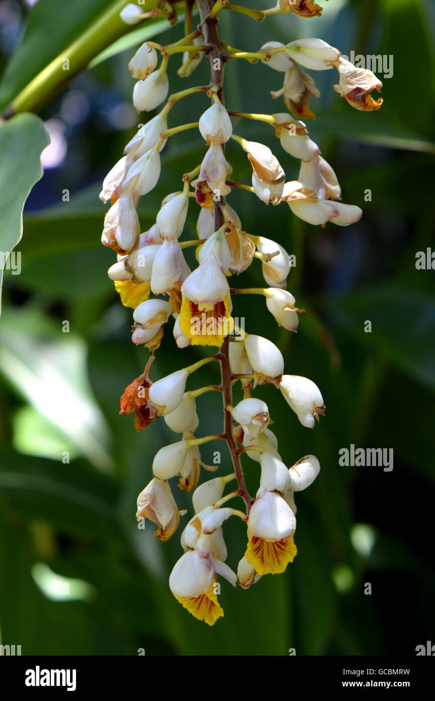 Shell Ginger Latin name Alpinia zerumbet flowers Stock Photo