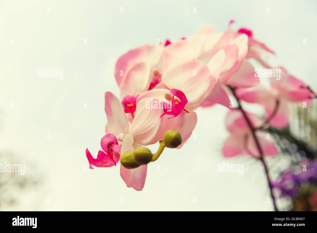 beautiful orchid flowers Stock Photo