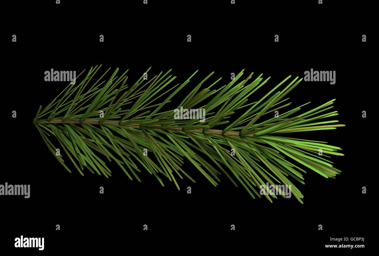 pine branch isolated on black 3d illustration Stock Photo - Alamy