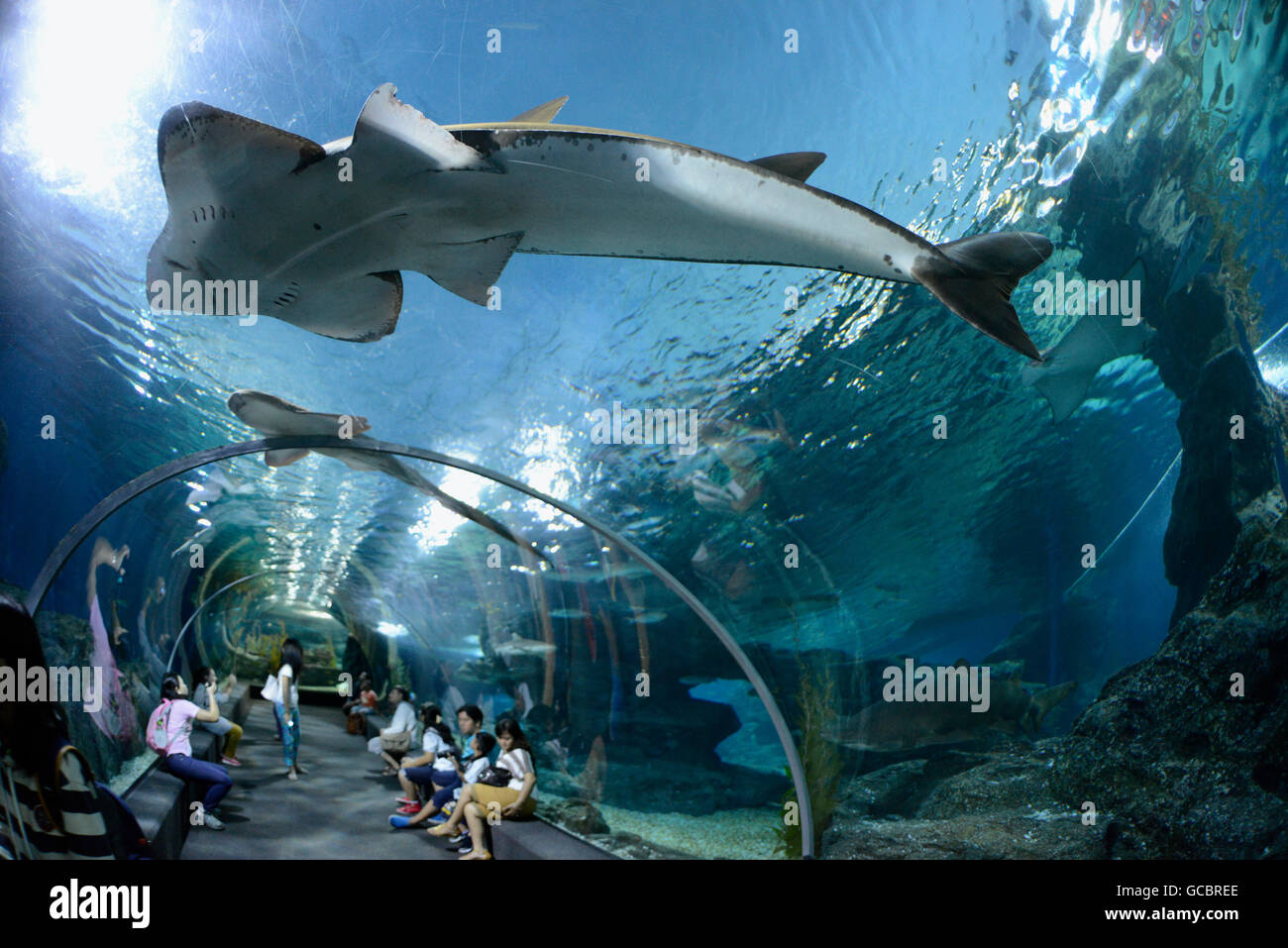 the Siam Ocean World Aquarium in the city centre in Pratunam in the ...
