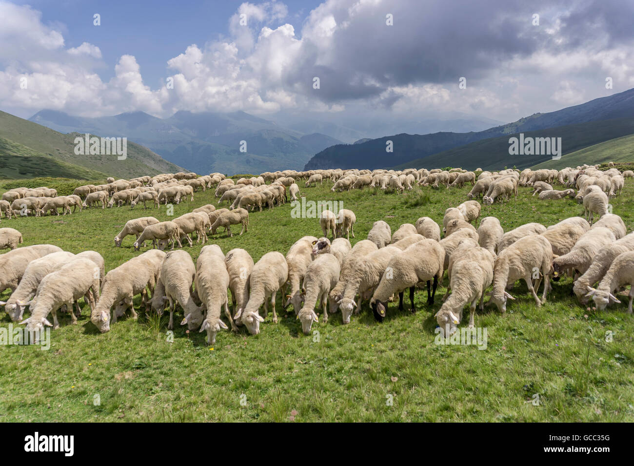 a flock of sheep grazing the grass in the mountains Stock Photo - Alamy