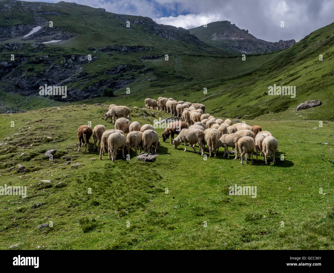 a flock of sheep grazing the grass in the mountains Stock Photo - Alamy