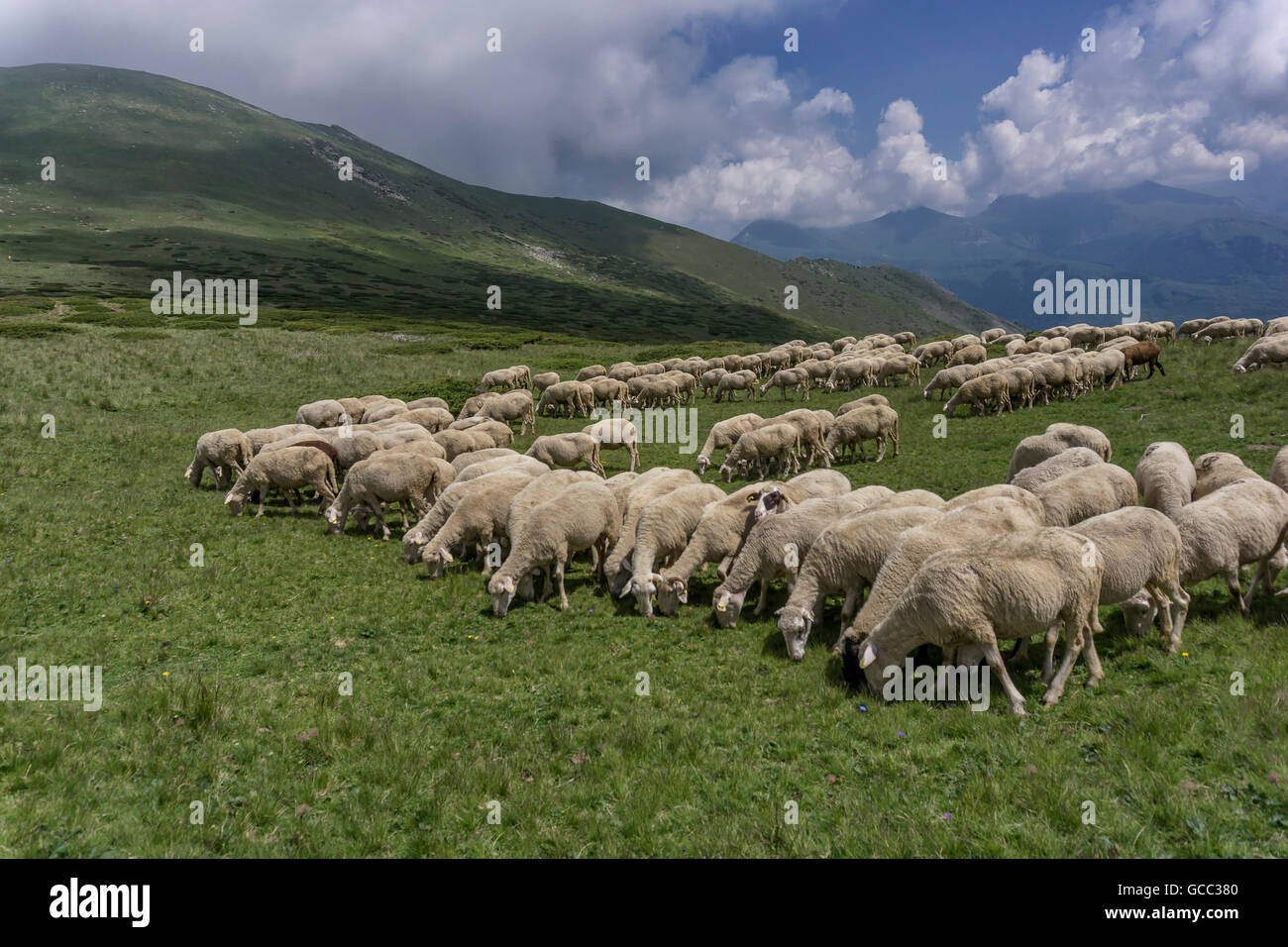 a flock of sheep grazing the grass in the mountains Stock Photo - Alamy