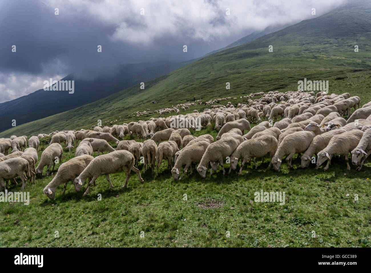 a flock of sheep grazing the grass in the mountains Stock Photo - Alamy