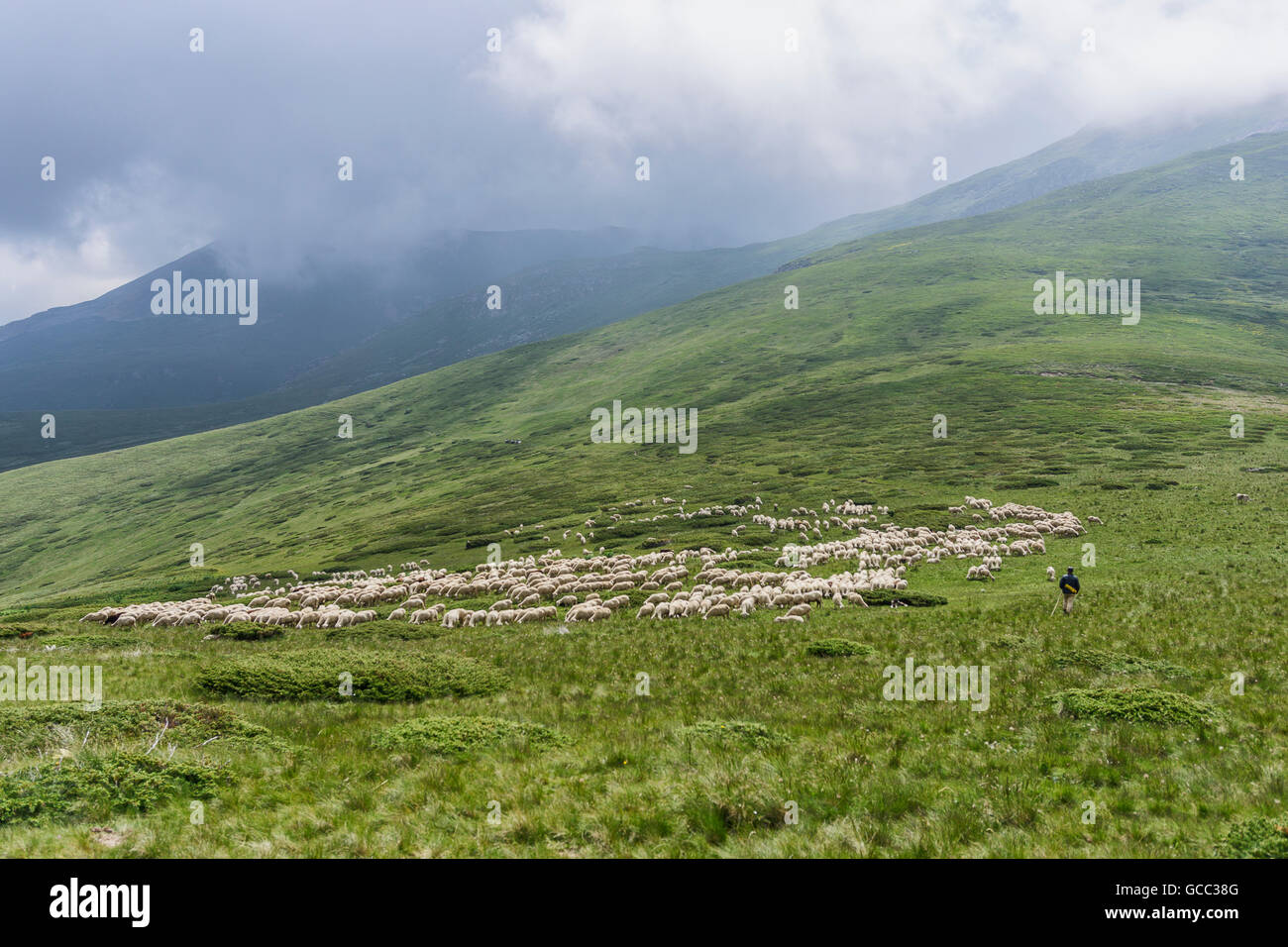 a flock of sheep grazing the grass in the mountains Stock Photo - Alamy