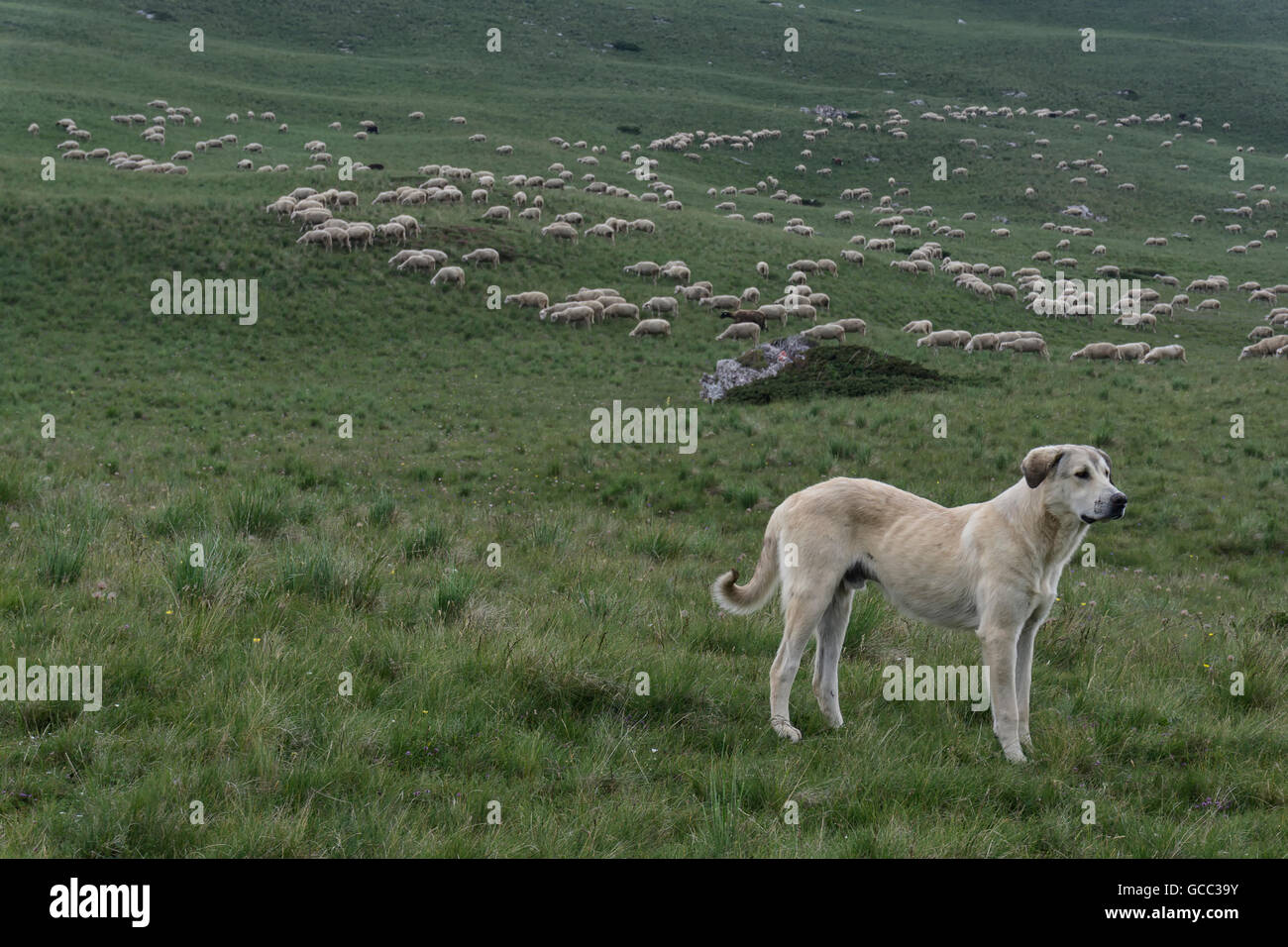 livestock guardian dog guarding a large flock of sheep in mountains Stock Photo