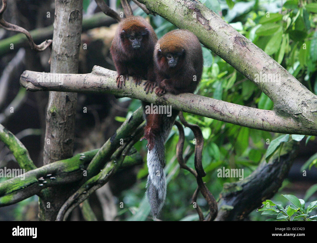 A pair of red titi monkeys sit on a branch with their tails entwined in Rainforest Life at ZSL (Zoological Society of London) London Zoo, a living rainforest, built inside a giant bio-dome, which will be a giant breeding facility for free-roaming monkeys, sloths, tree anteaters and birds. Stock Photo