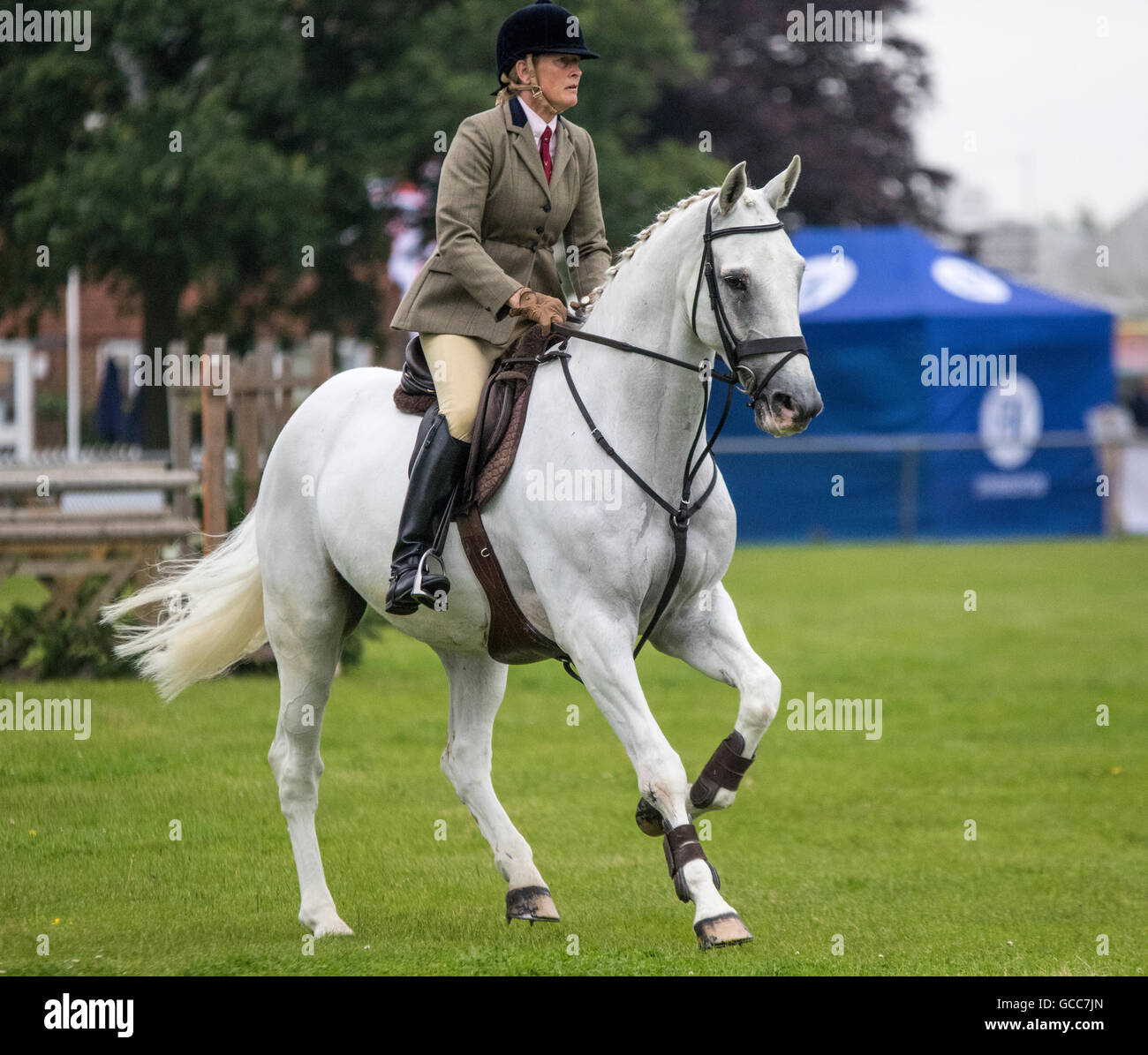 Competitor jumping in the working hunter class on the first day of the Kent County Show Stock Photo
