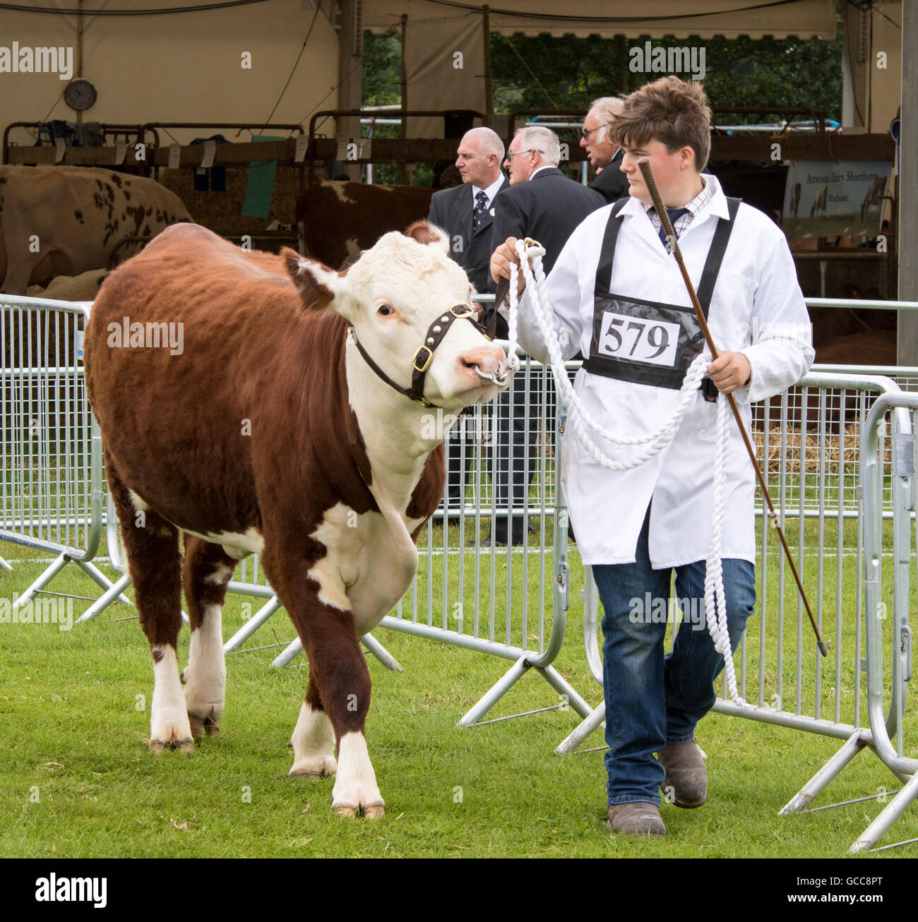 Young handler showing a Hereford steer in the Cattle Ring at the Kent County Show Stock Photo