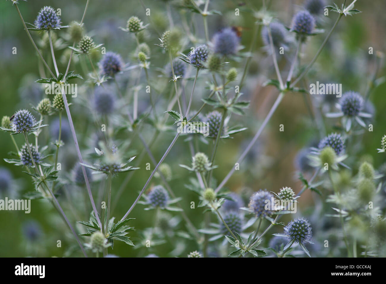 Eryngium planum blue eryngo flat sea holly Stock Photo Alamy