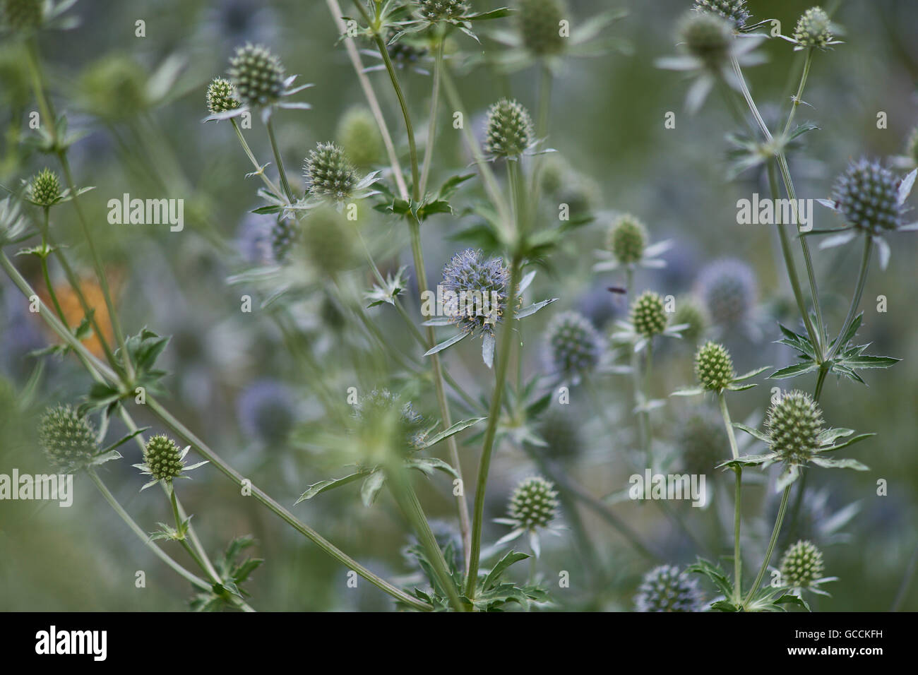 Eryngium planum blue eryngo flat sea holly Stock Photo Alamy