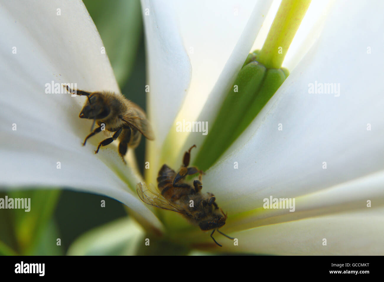 closeup of two bees (one allive one dead) in one blossom by daylight Stock Photo