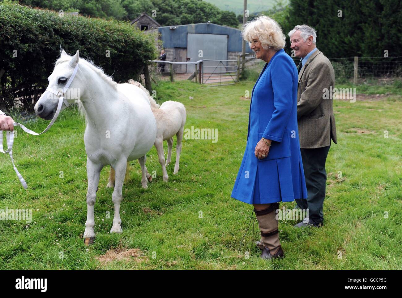 The Duchess of Cornwall meets Welsh Mountain Hill Ponies during her ...