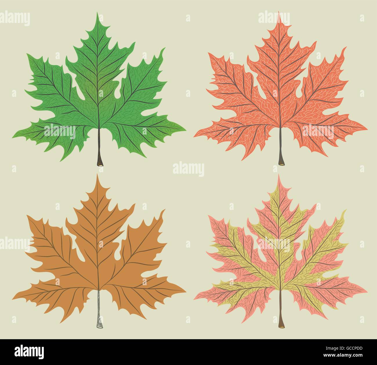 Maple leaf with white detail Stock Vector Images - Alamy