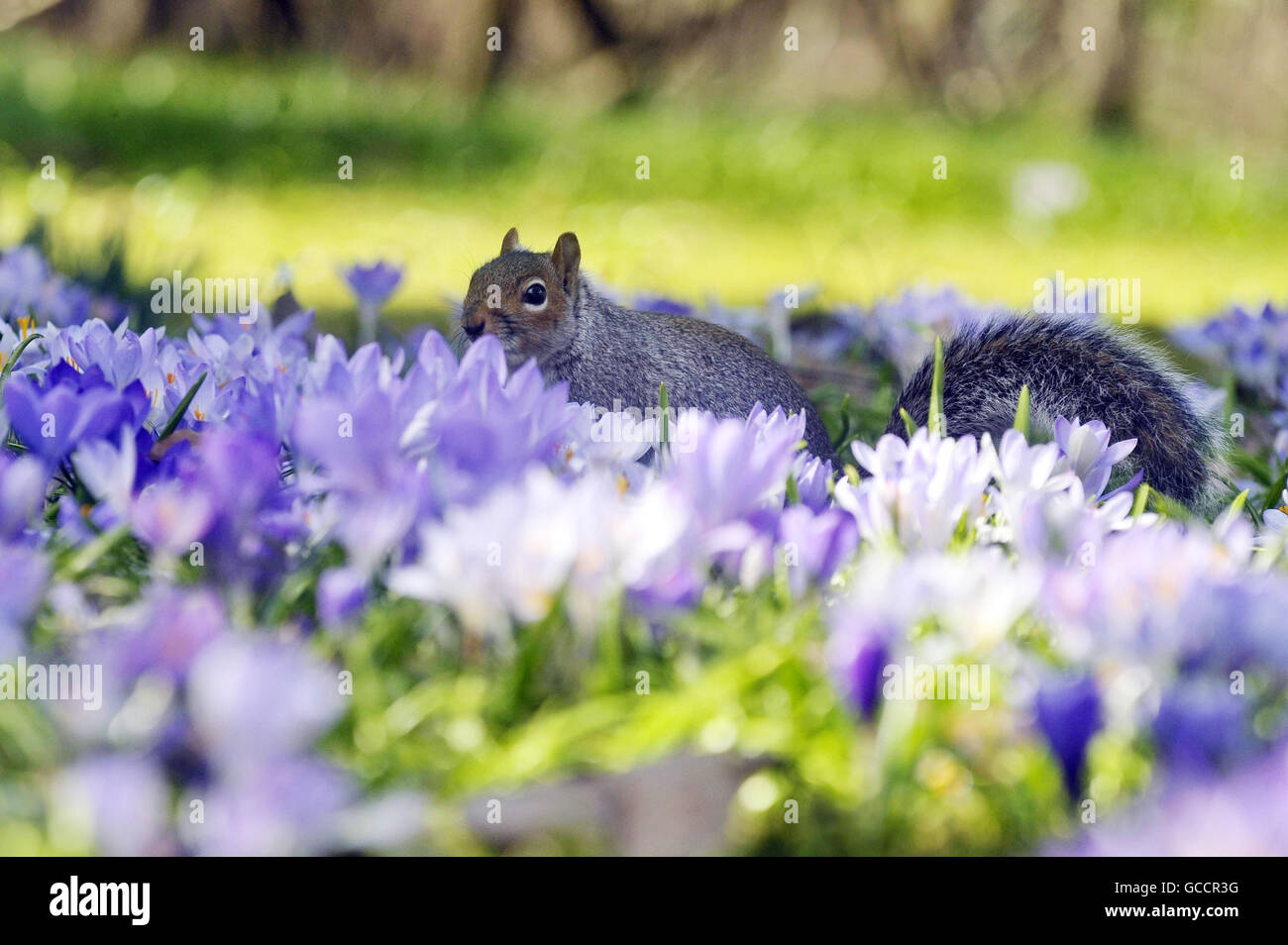 A common grey squirrel among blooming crocus in the sunny spring weather in Bath. Stock Photo
