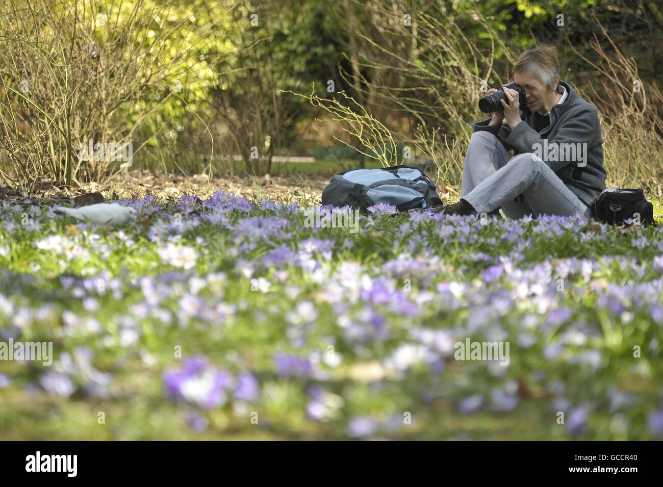 A photographer takes pictures of pigeons among blooming crocus in the sunny spring weather in Bath. Stock Photo
