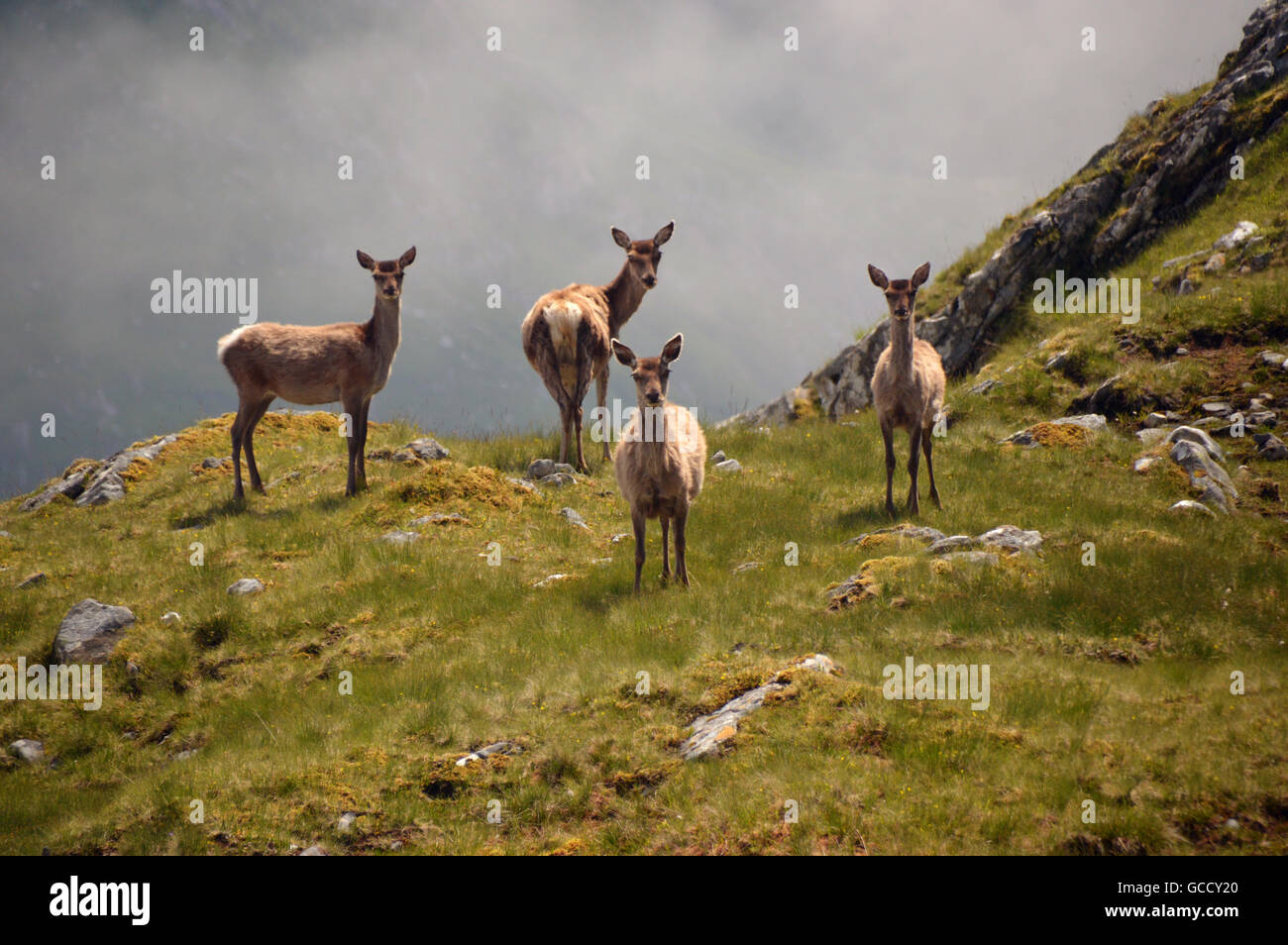 Four Red Deer Hinds on the Scottish Mountain Corbett Beinn Bhuidhe in the Knoydart Peninsula, Northwest Highlands,Scotland UK. Stock Photo