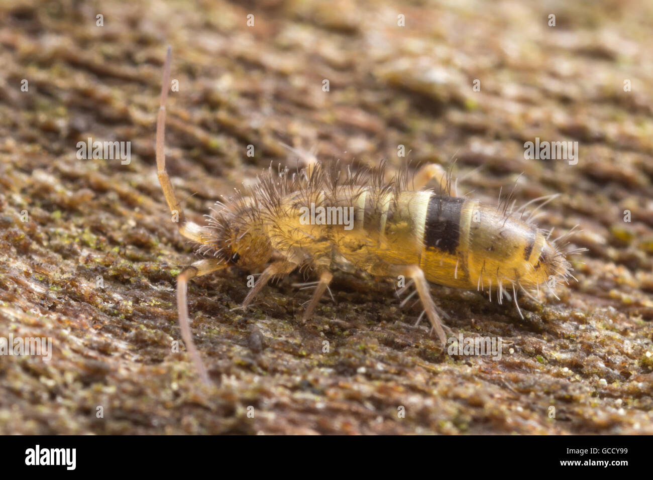 A Slender Springtail (Orchesella cincta) explores the surface of a damp dead tree. Stock Photo