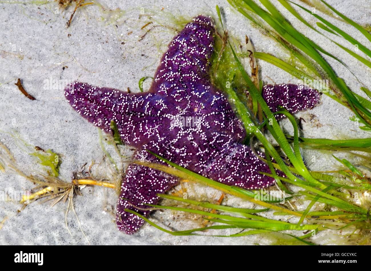 Purple Starfish close up on sand surrounded by eelgrass on Cortes Island, British Columbia, Canada Stock Photo