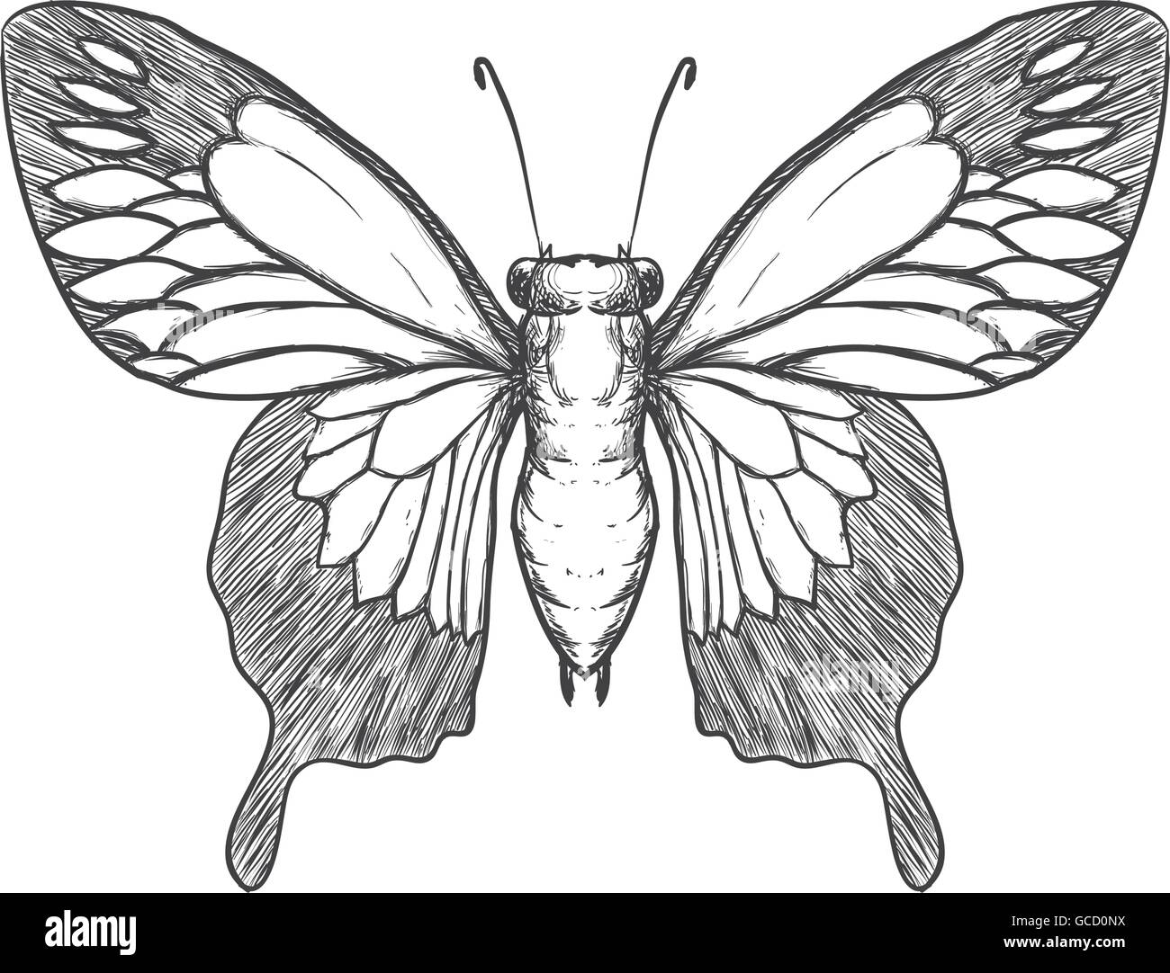 Butterfly icon. Insect design. Vector graphic Stock Vector Image & Art ...