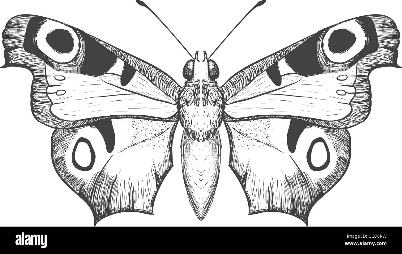 Butterfly icon. Insect design. Vector graphic Stock Vector Image & Art ...
