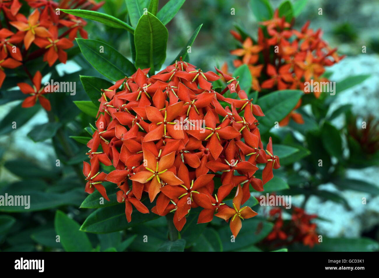 Jungle Geranium (Ixora coccinea). Stock Photo