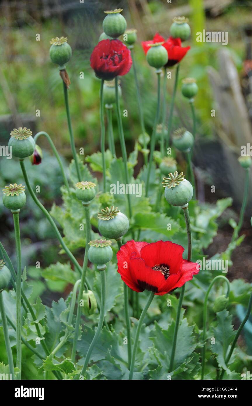 Poppies in Kentish Town City Farm, London. Stock Photo