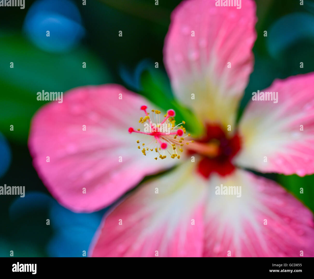 Hibiscus flower petals hi-res stock photography and images - Alamy