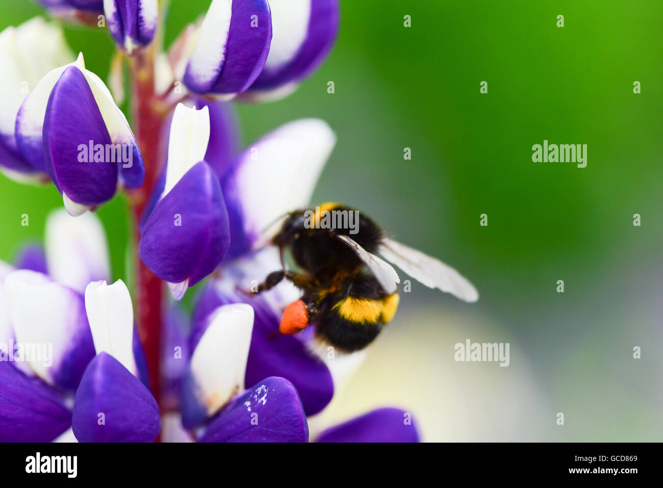 A honey bee collecting pollen Stock Photo Alamy