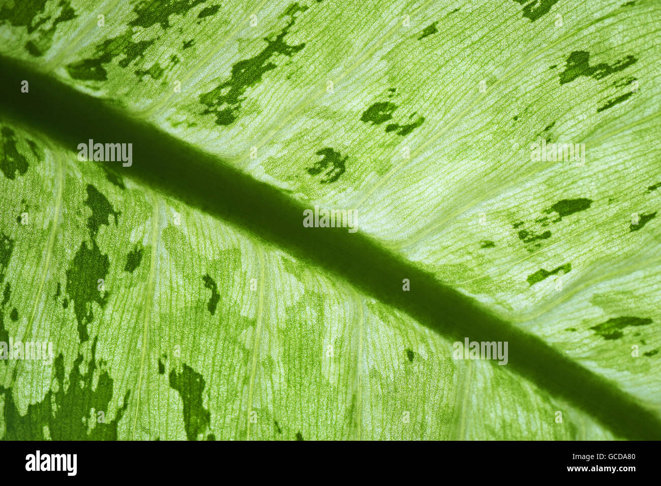 Macro photograph of green leaf texture as background Stock Photo - Alamy