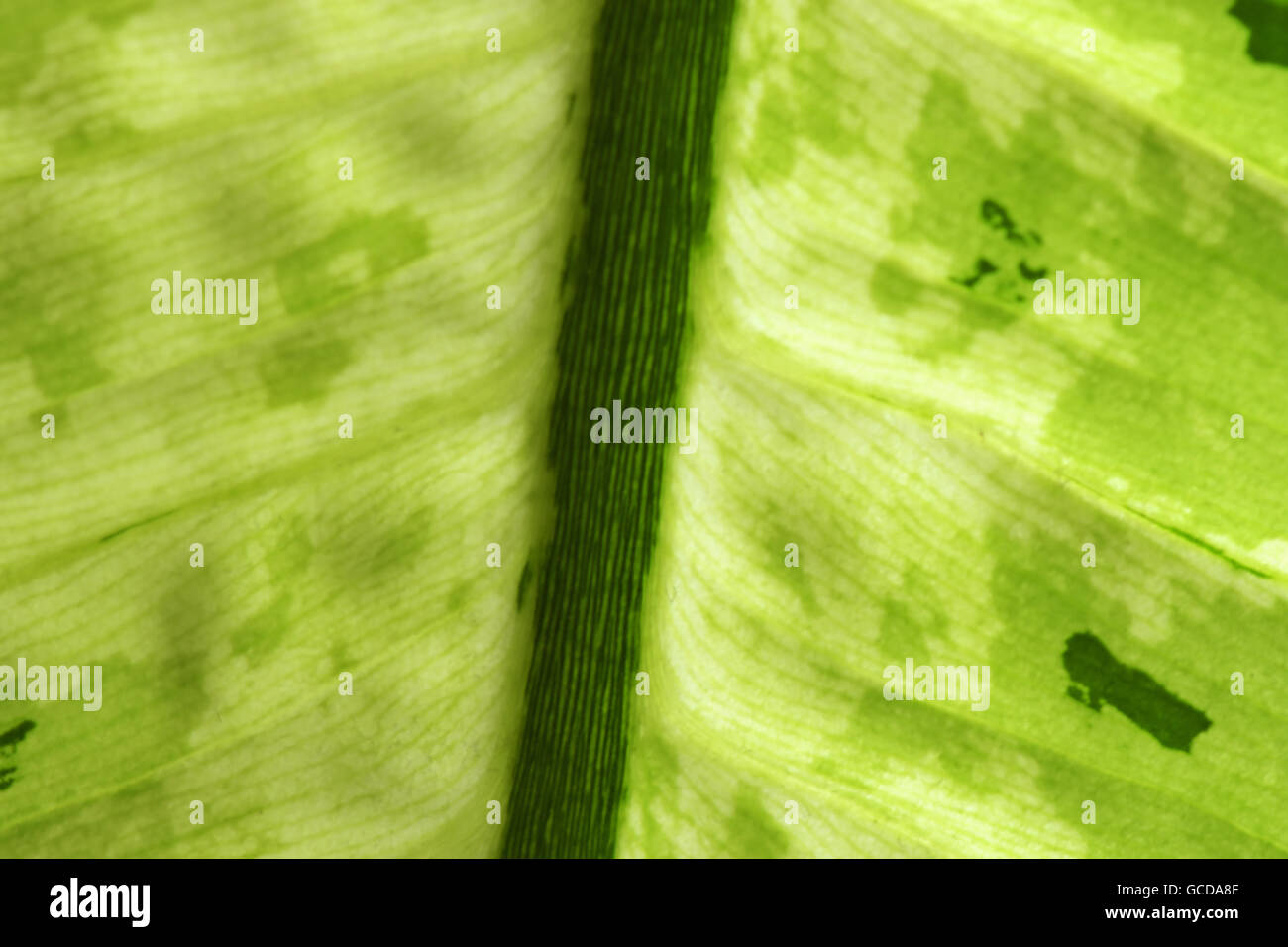 Macro photograph of green leaf texture as background Stock Photo