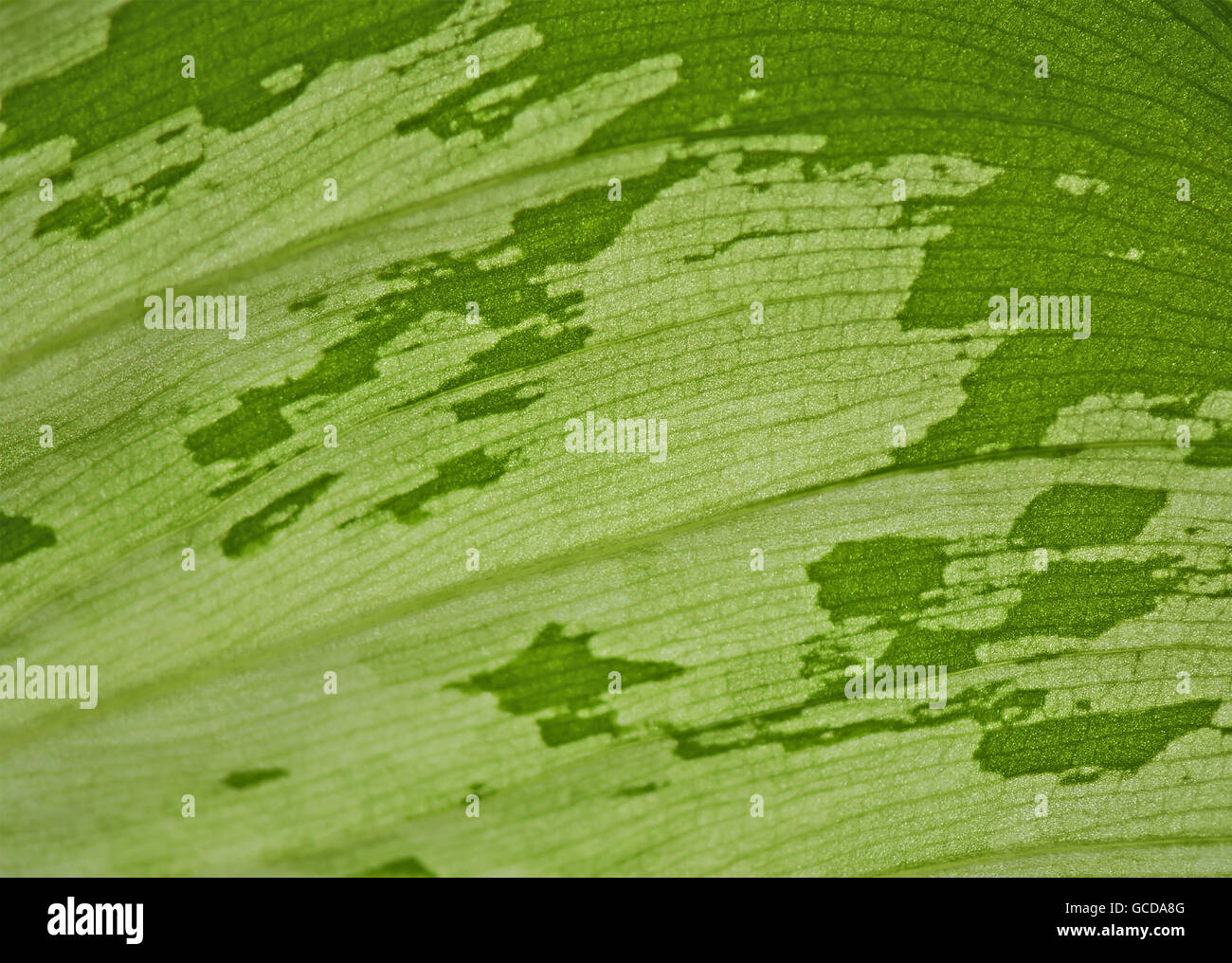 Macro photograph of green leaf texture as background Stock Photo - Alamy