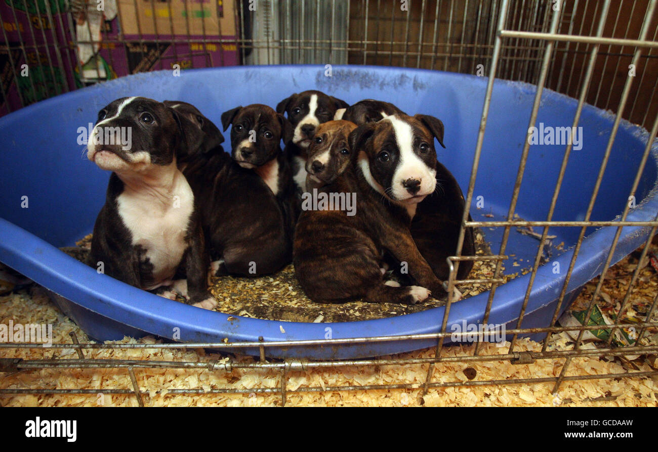 Puppies in a cage in a house. Puppies in a cage in a house which police