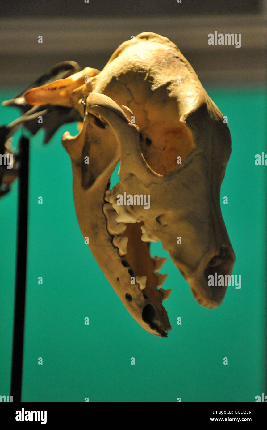 Dog skeleton found on Mary Rose Stock Photo