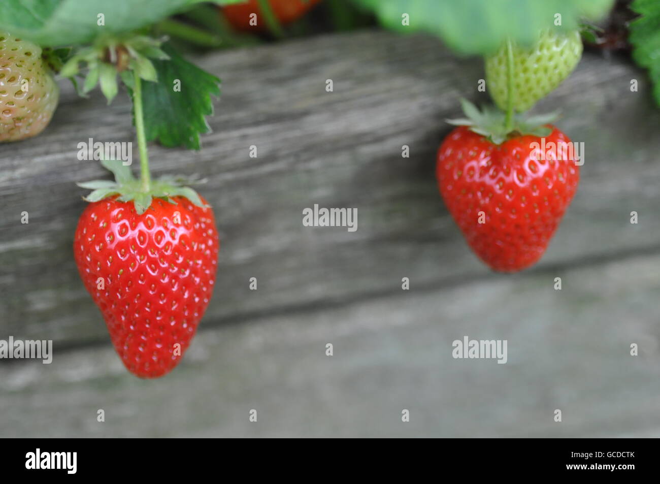 Strawberries garden cover hi-res stock photography and images - Alamy