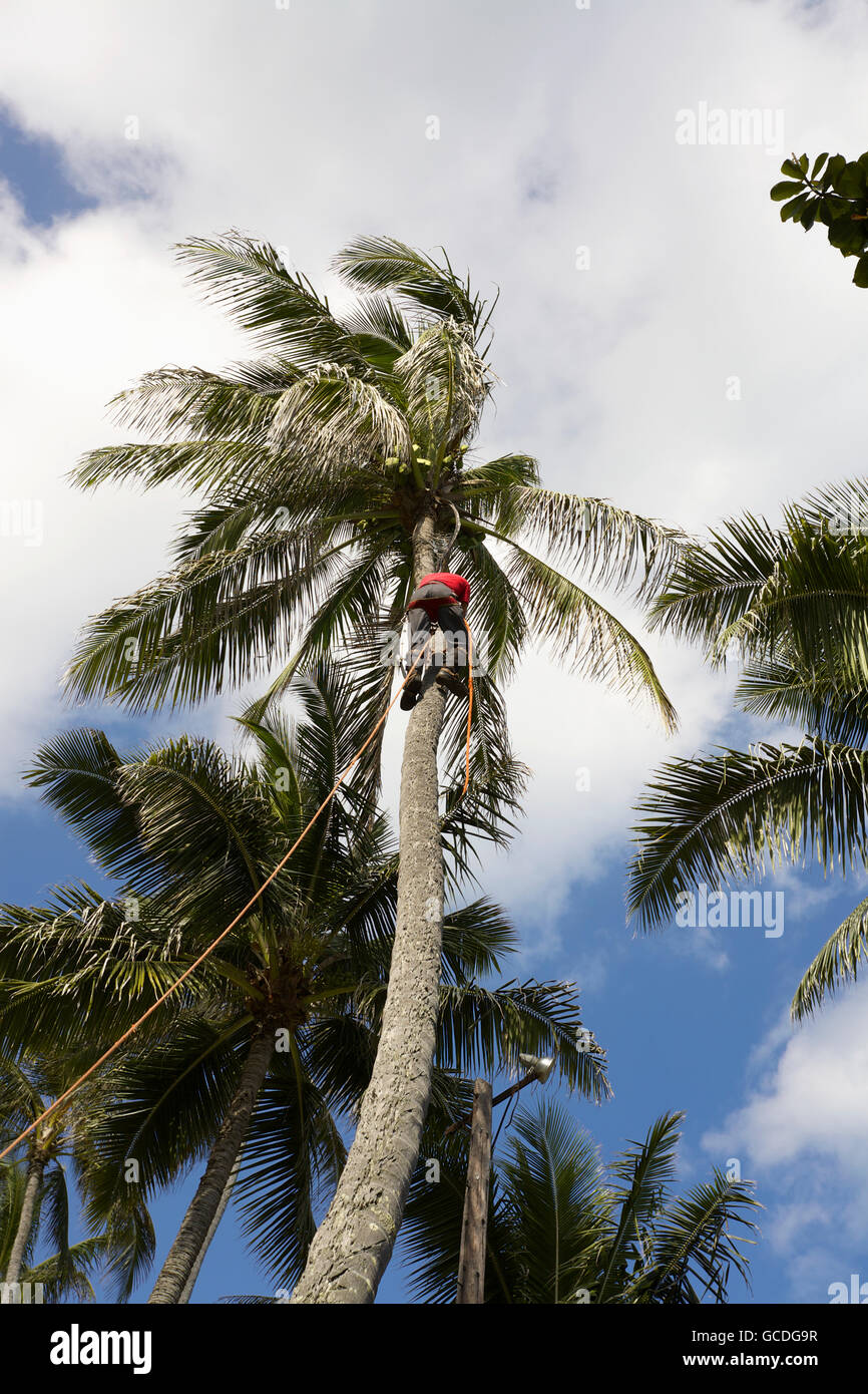Coconuts being harvested, Waimanalo Beach; Waimanalo, Oahu, Hawaii, United States of America Stock Photo