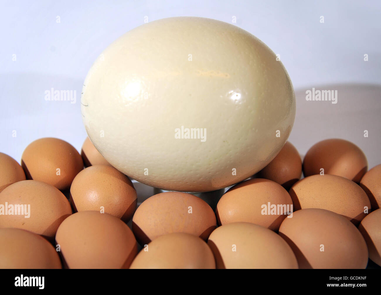 how many chicken eggs are in an ostrich egg