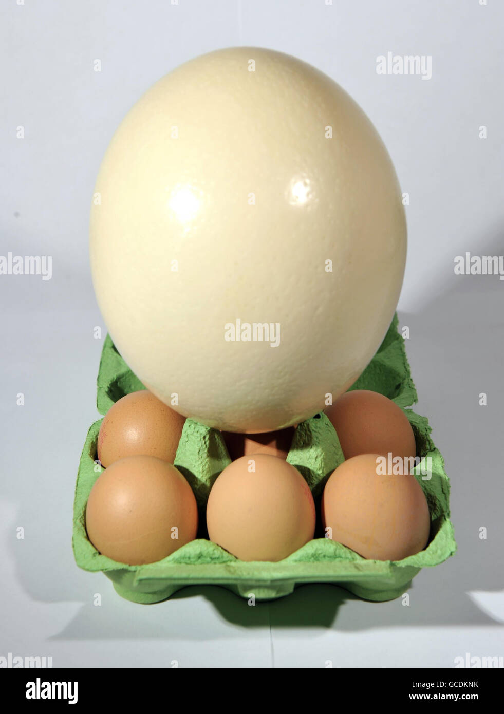 ostrich egg and chicken eggs Stock Photo