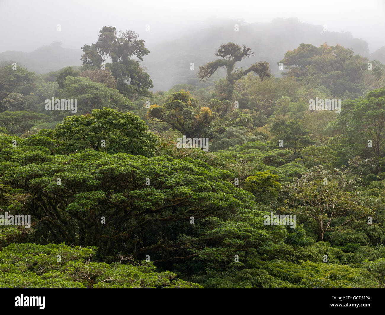 Monteverde Cloud Forest Reserve in Costa Rica Stock Photo