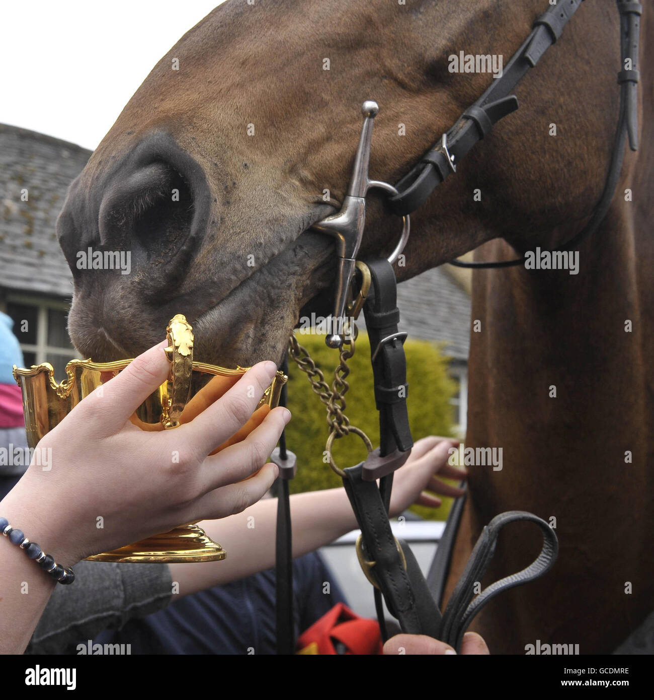 Cheltenham Gold Cup 2010 winner Imperial Commander sniffs the cup as crowds gather for the victory parade outside the Hollow Bottom pub in Guiting Power, near Cheltenham. Stock Photo