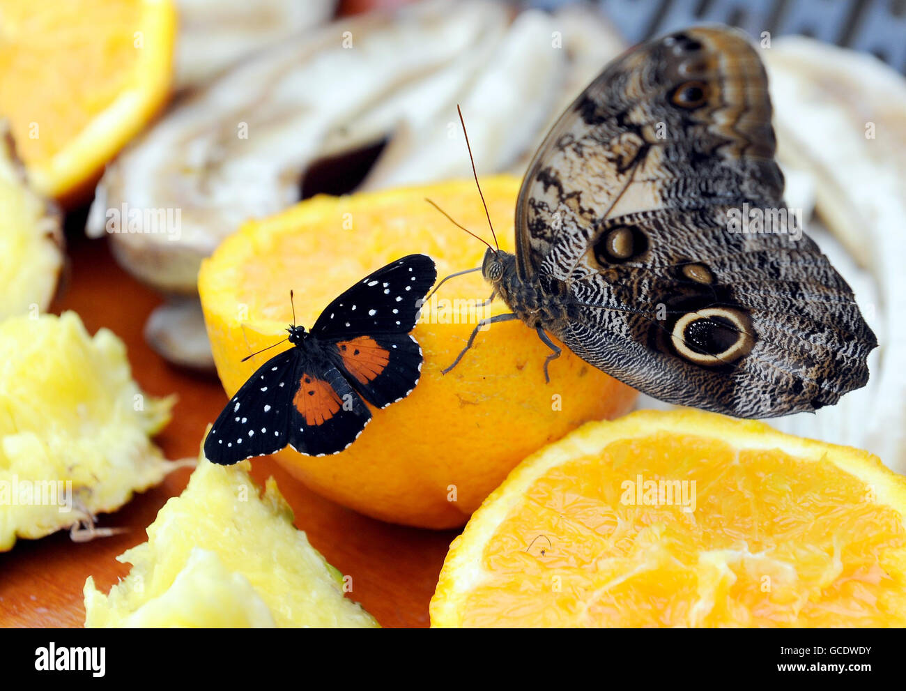 Butterfly Explorers exhibition. Butterflies feed on fruit at the Butterfly Explorers exhibition at the Natural History Museum, London. Stock Photo
