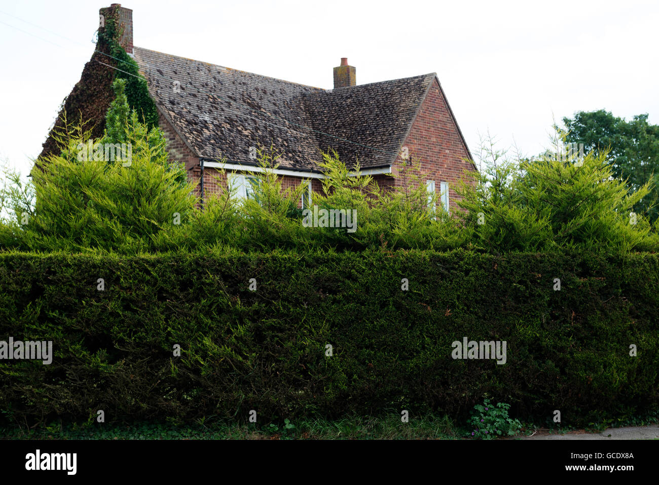 Former M.O.D. housing with overgrown Leylandii behind a hedge Stock Photo