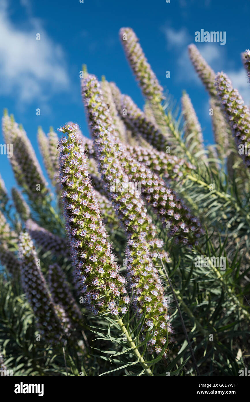 Echium virescens (taginaste azul de Tenerife, Tenerife viper's bugloss) is one of several echium species endemic to Tenerife, Stock Photo