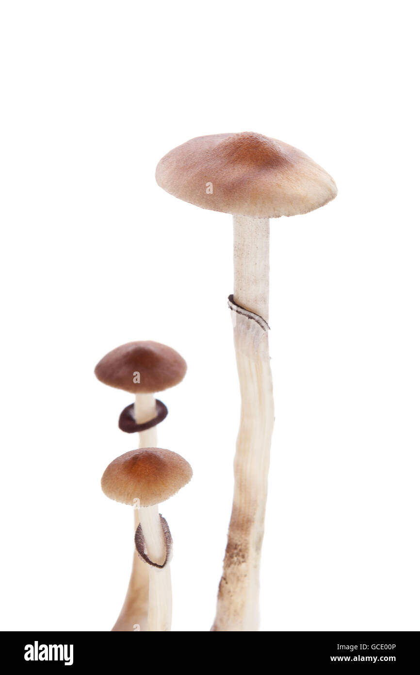 Magic mushrooms. Psychedelic psychotherapy, natural depression and