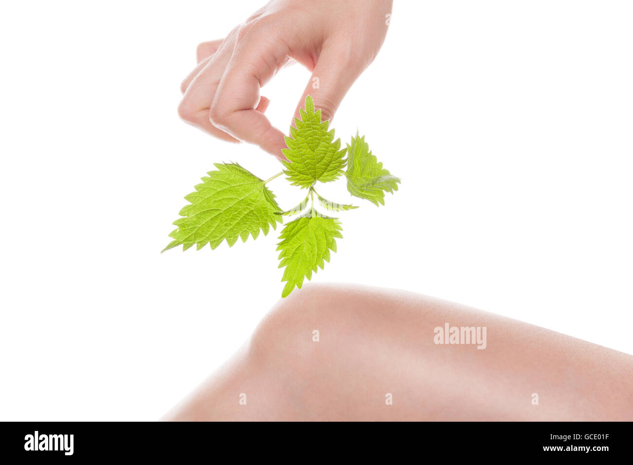 девушка с крапивой. веник из крапивы для бани. противогрибковые растения. крапива от варикоза. Krapiva and nails.